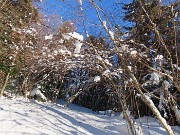 32 La neve ha piegato le piante 